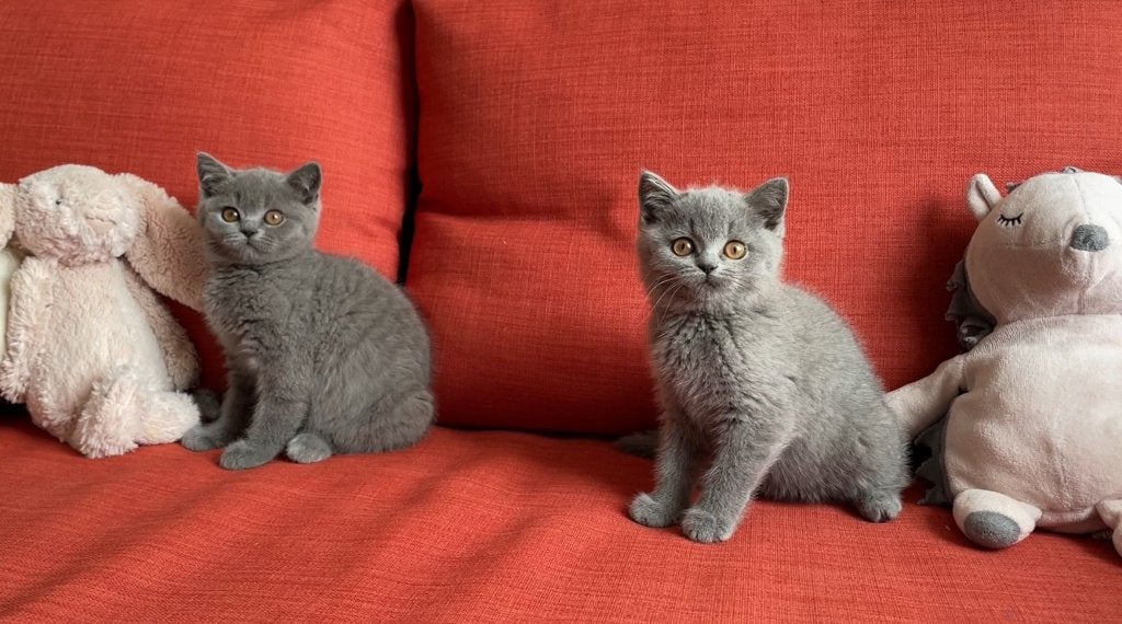 Twee TOP britse / brits korthaar katertjes beschikbaar, Kater, Met stamboom, 0 tot 2 jaar
