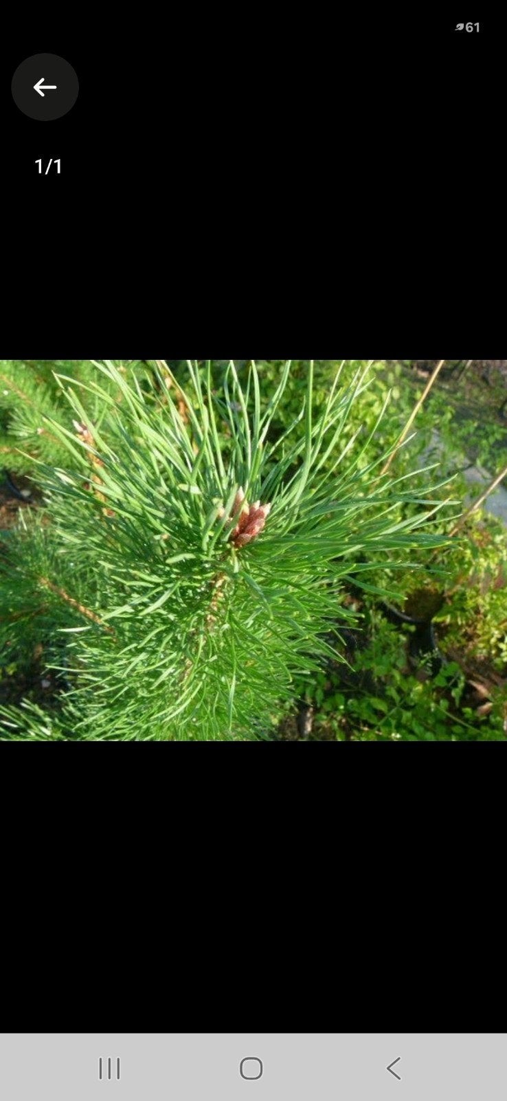 pinus sylvestrus, Tuin en Terras, Planten | Bomen, Ophalen of Verzenden