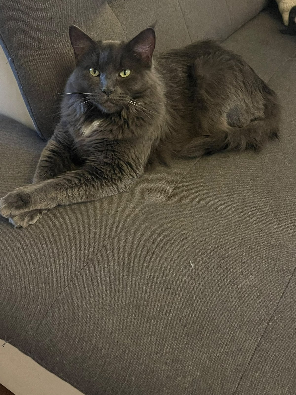 Maine coon poes, Poes, Gechipt, 3 tot 5 jaar