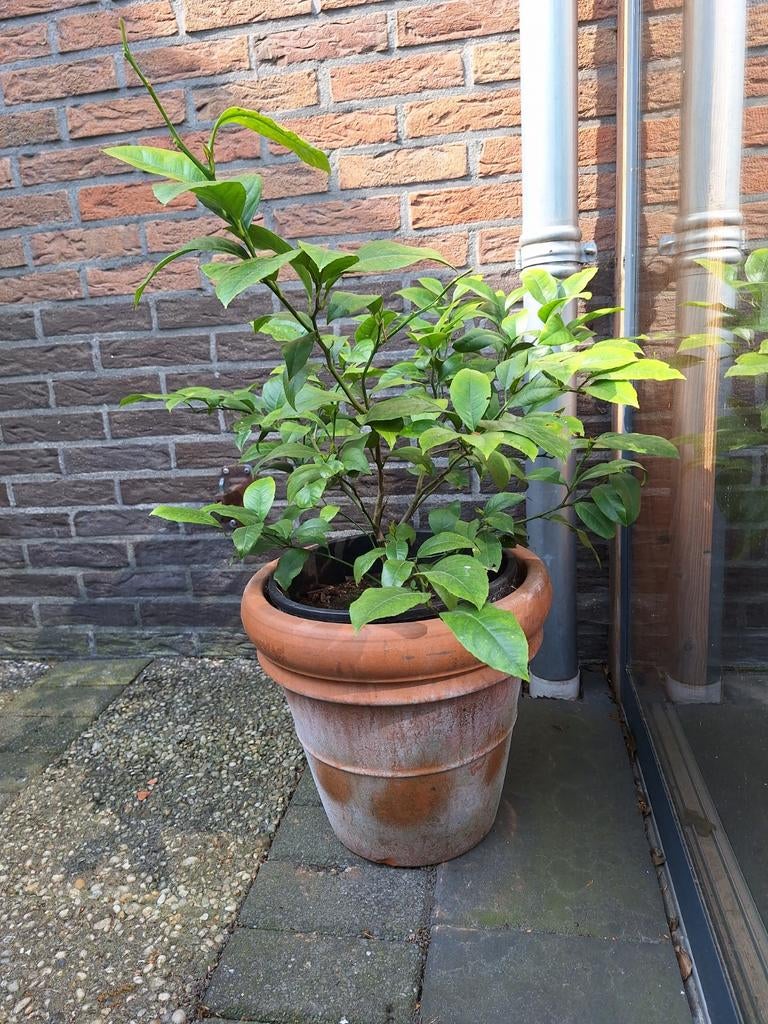 Mandarijnenplant inclusief buitenpot - Citrusboom voor thuis, Tuin en Terras, Planten | Tuinplanten, Ophalen of Verzenden, Overige soorten
