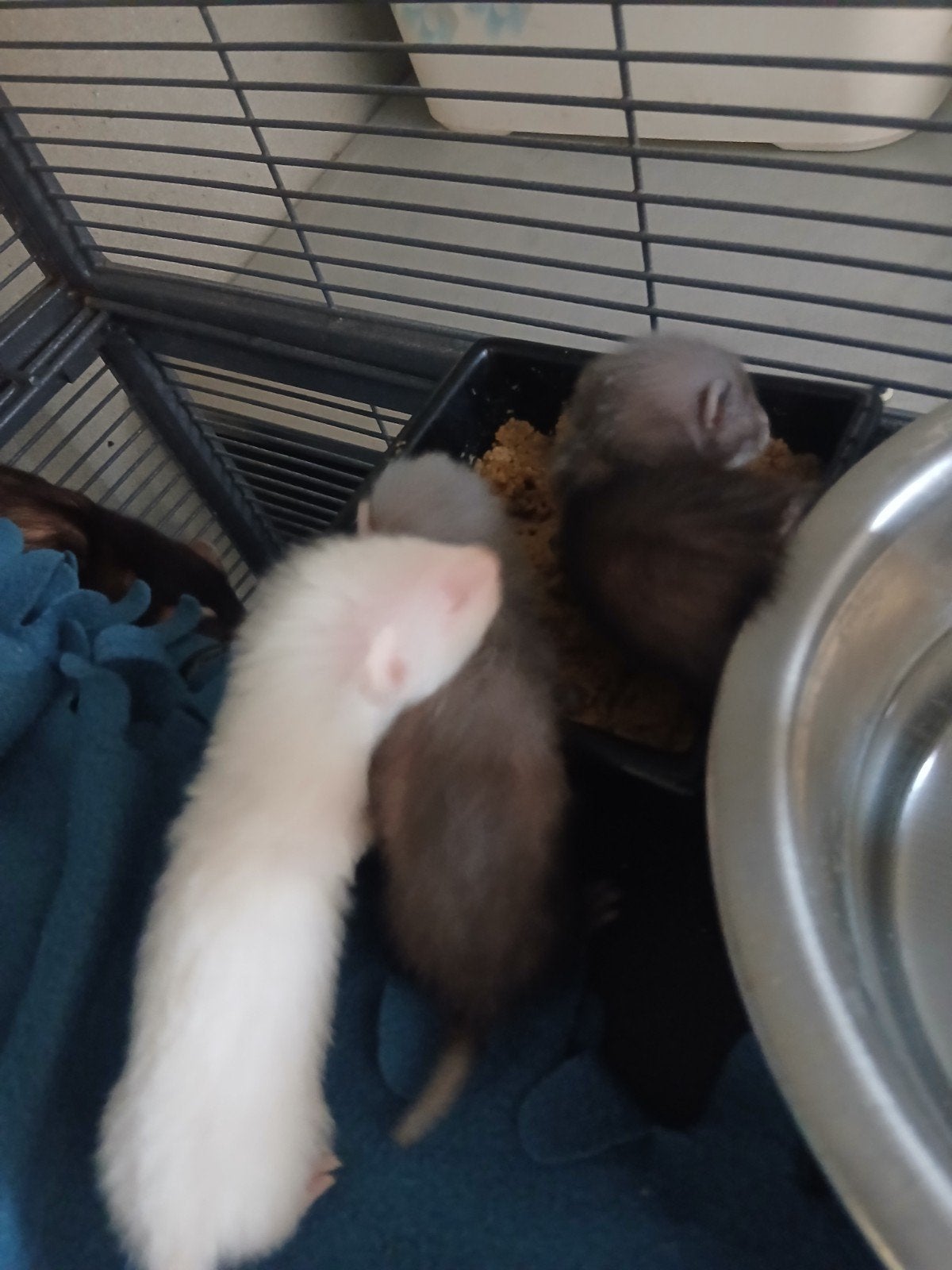 fretten pups, Dieren en Toebehoren, Juni, Meerdere dieren, Overige typen