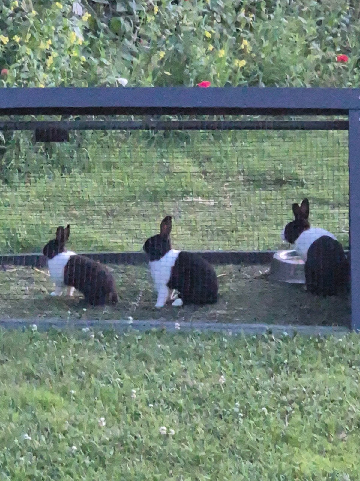 hollander dwergkonijntje, Dieren en Toebehoren, Maart, Mannelijk