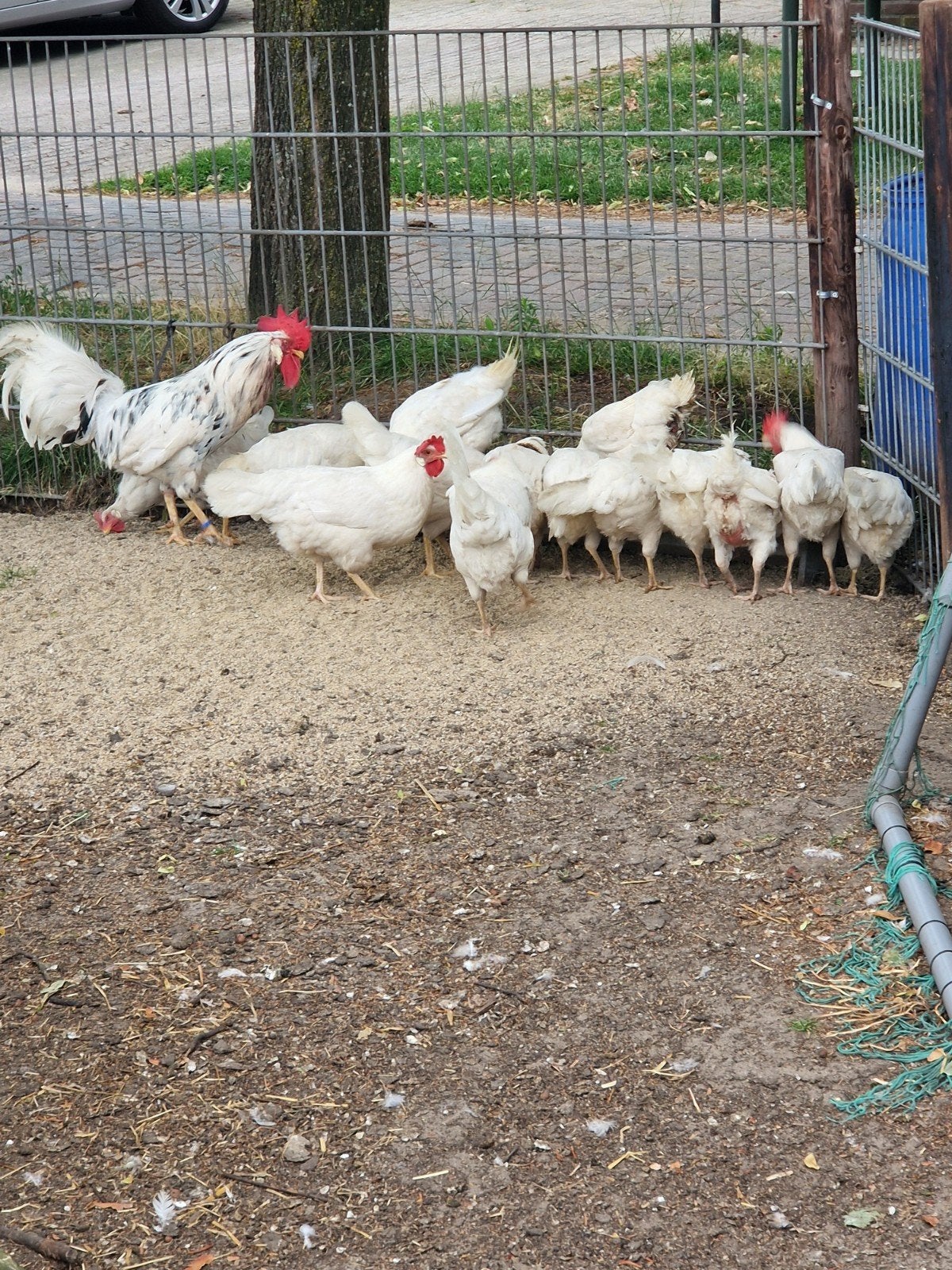 Te koop 15 witte leghoorn hennen met een bonte haan
De henn, Dieren en Toebehoren, Pluimvee, Meerdere dieren, Kip