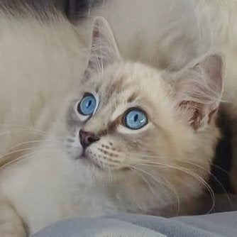 100% ragdoll kitten Woezel mag verhuizen!, Dieren en Toebehoren, Kater, Gechipt, 0 tot 2 jaar