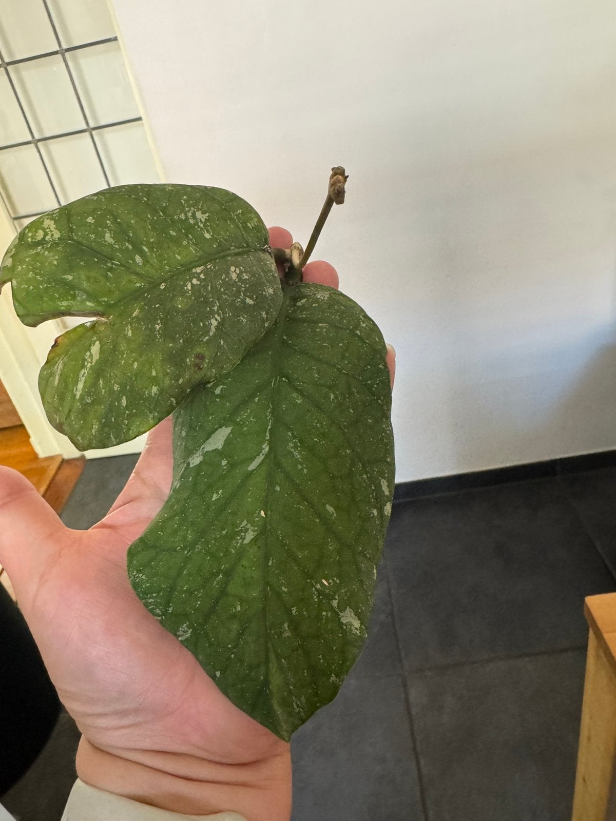 Hoya Meredithii stek met 2 bladeren, Huis en Inrichting, Kamerplanten, Ophalen of Verzenden, Halfschaduw, Minder dan 100 cm