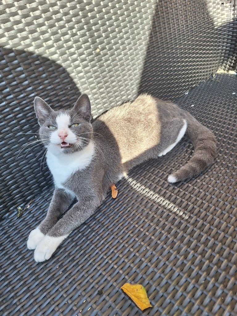 Kater, Dieren en Toebehoren, Kater, Kortharig, 0 tot 2 jaar