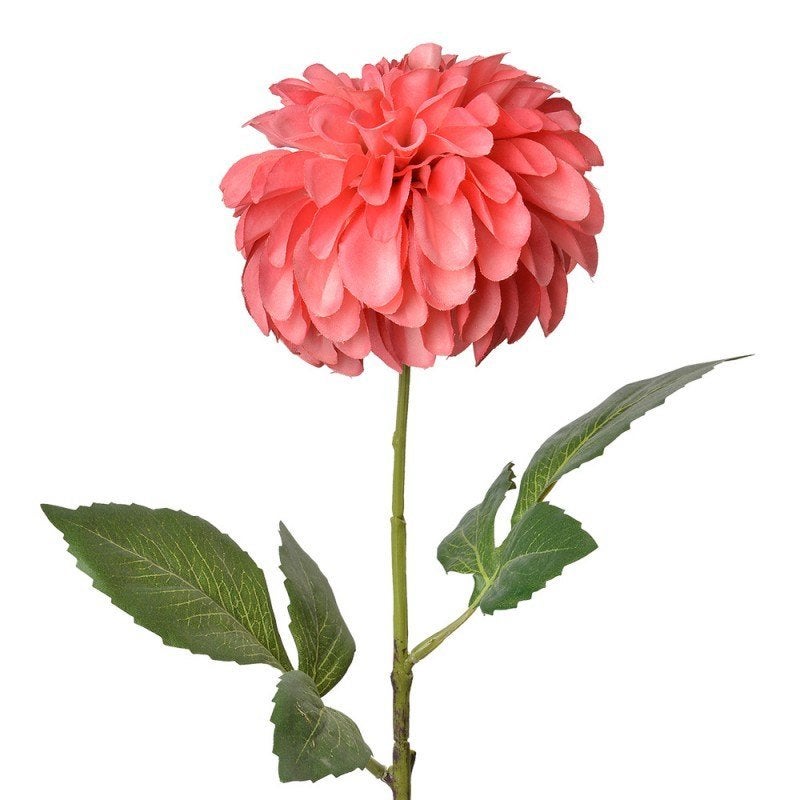 DAHLIA KUNST - CLAYRE & EEF - ROZE