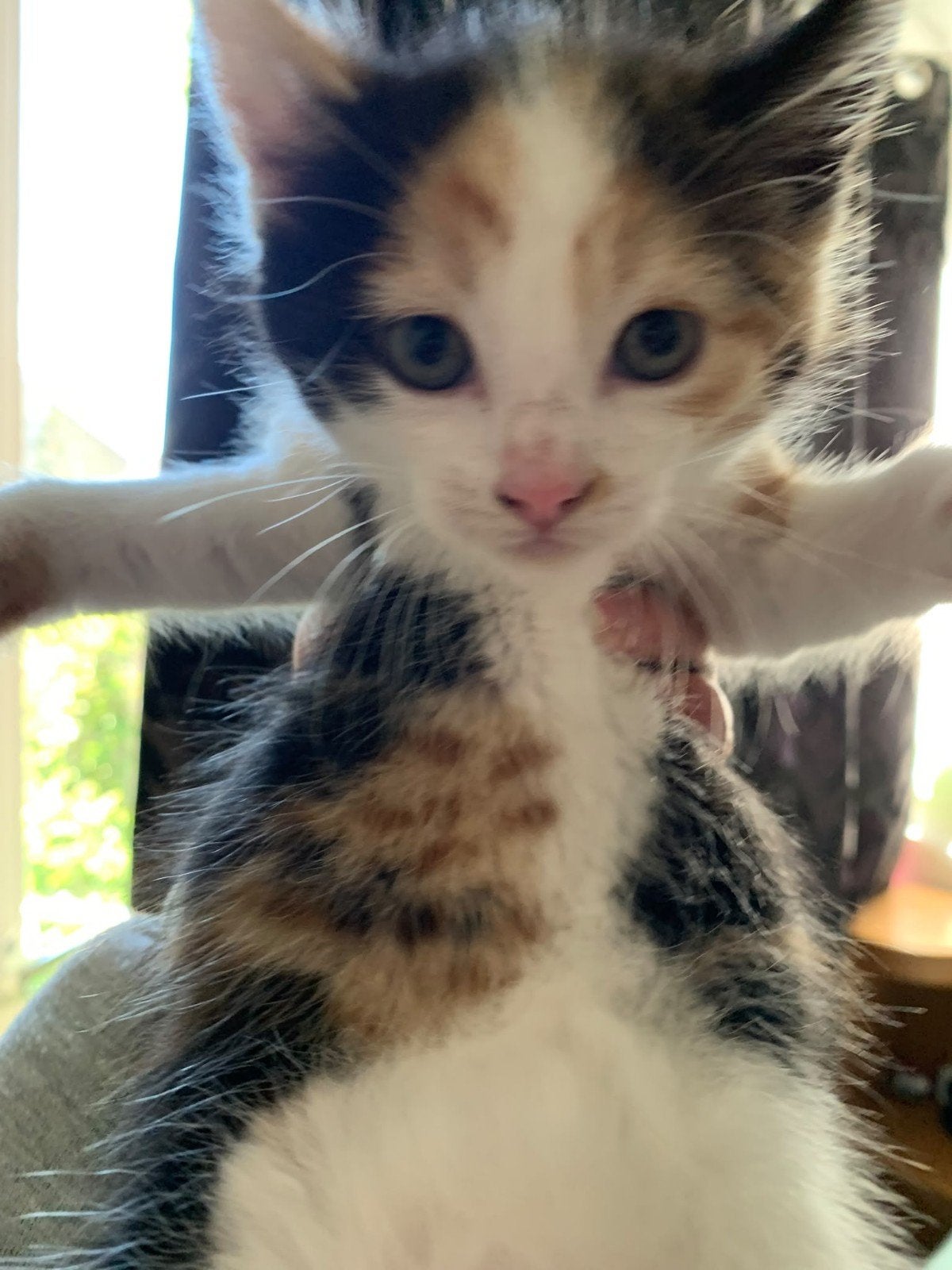 kitten