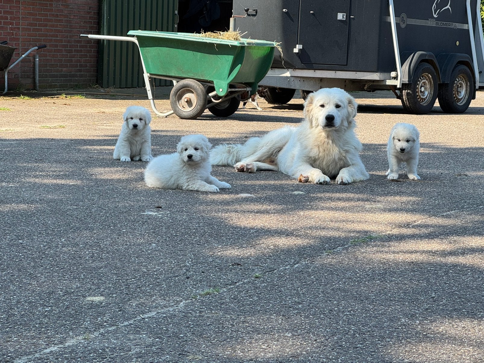 Maremmano Abruzese puppies, Dieren en Toebehoren, Parvo, 8 tot 15 weken, Meerdere, Meerdere dieren