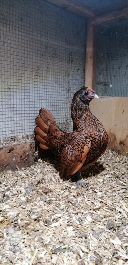Prachtige Sebright hennen, krielkippen, Dieren en Toebehoren, Pluimvee, Vrouwelijk, Kip