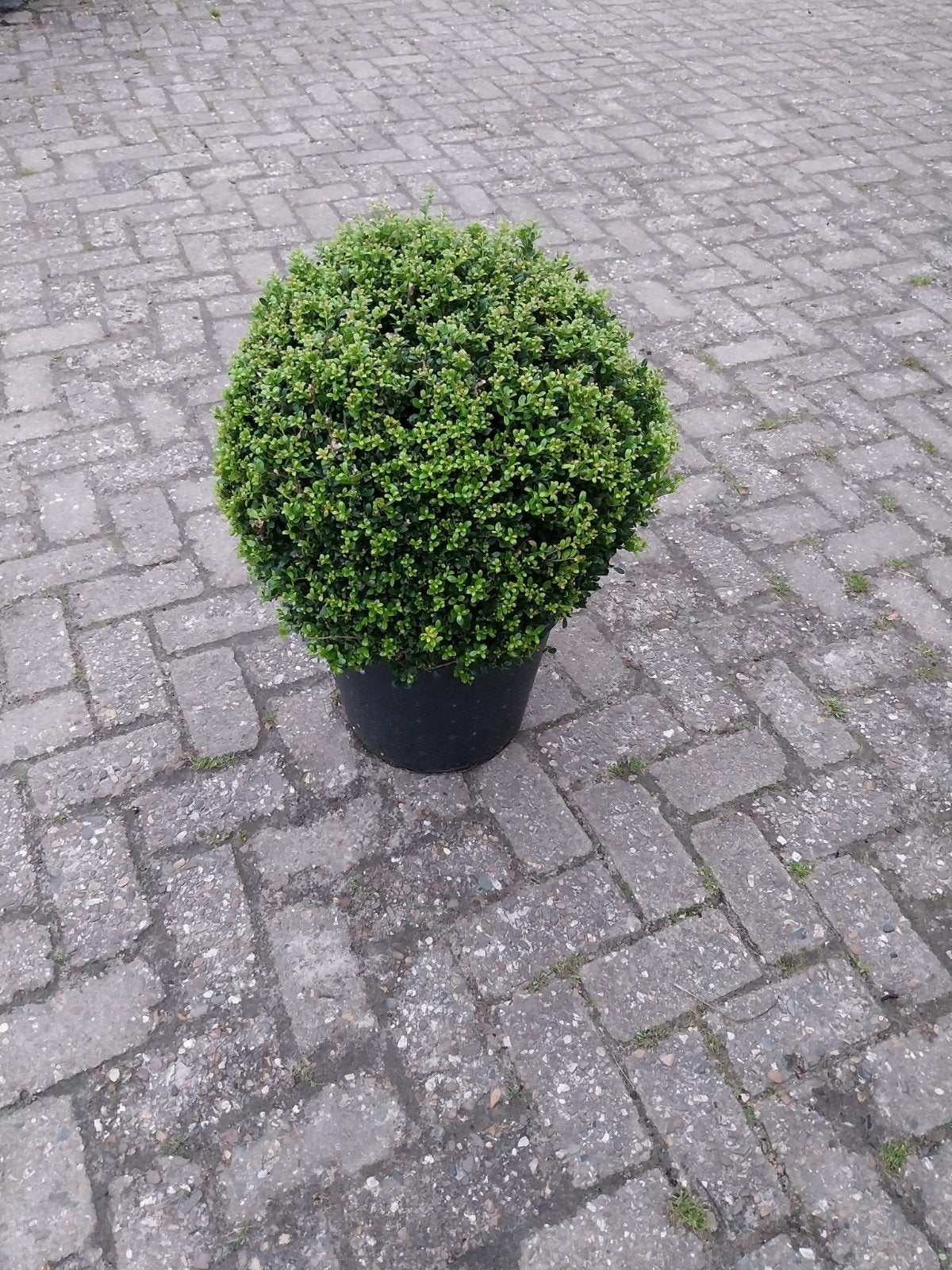 Ilex Crenata Bolvorm - Japanse Hulst Bol, Vaste plant, Bloeit niet, Halfschaduw, Ophalen
