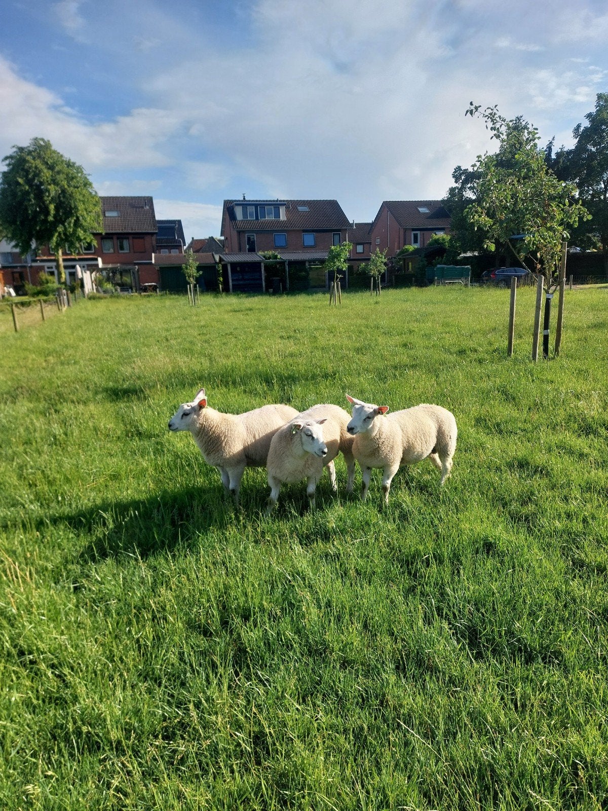 Te koop: 3 mooie rammen / dek rammen van 2026, Mannelijk, Schaap, 0 tot 2 jaar