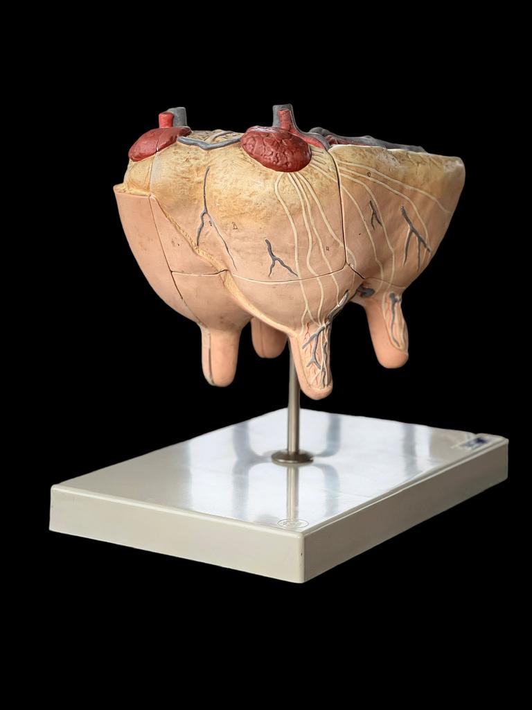 Zeldzaam Oud Somso model koe, gips, Ophalen