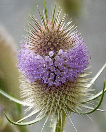 diverse stekken van vaste planten/ kaardebol, crocos, aster, Ophalen, Overige soorten, Halfschaduw