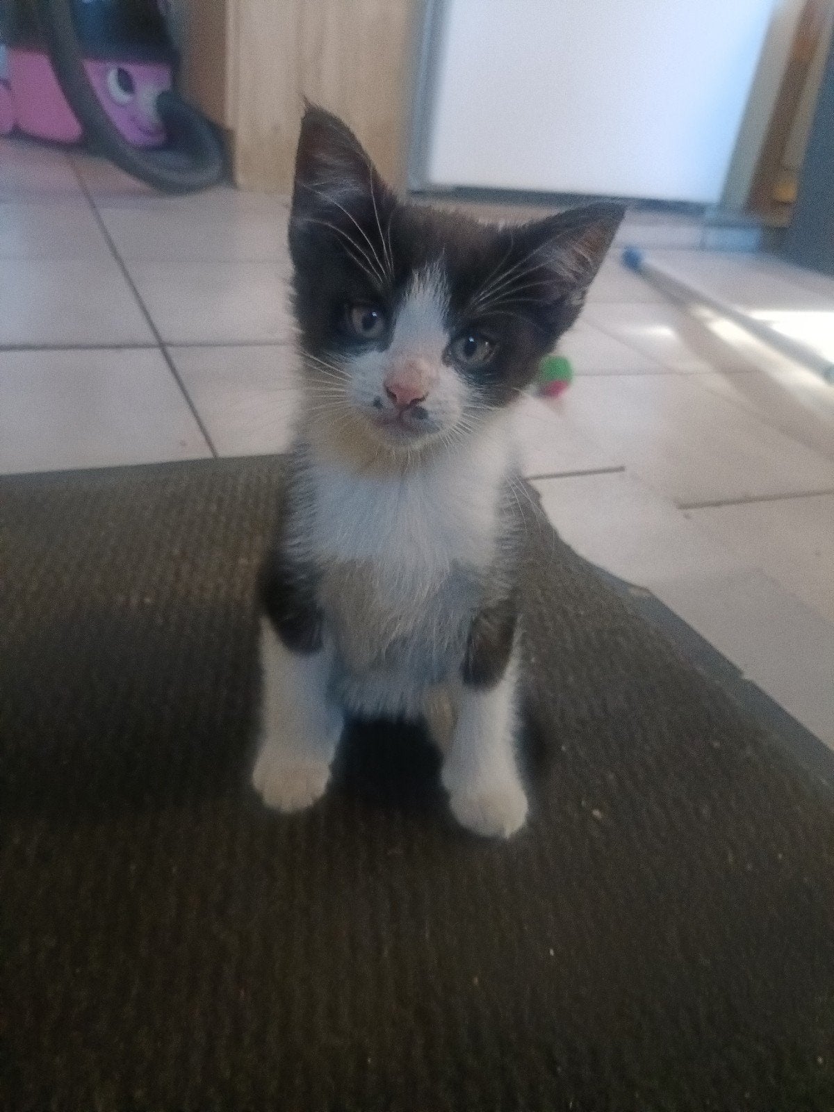 Jonge lieve katertje, Dieren en Toebehoren, Poes