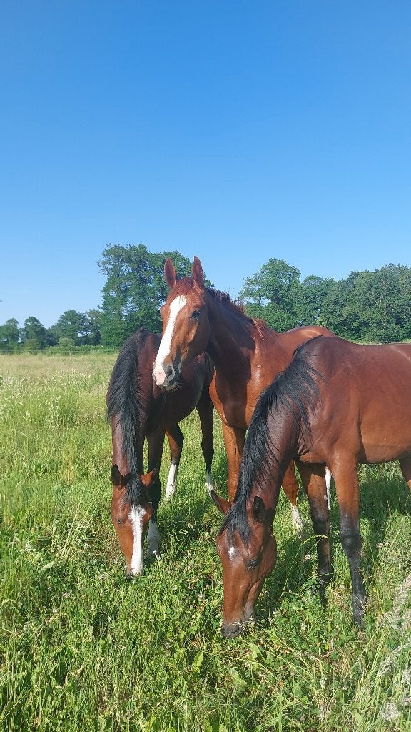 weidegang, Weidegang, 4 paarden of pony's of meer