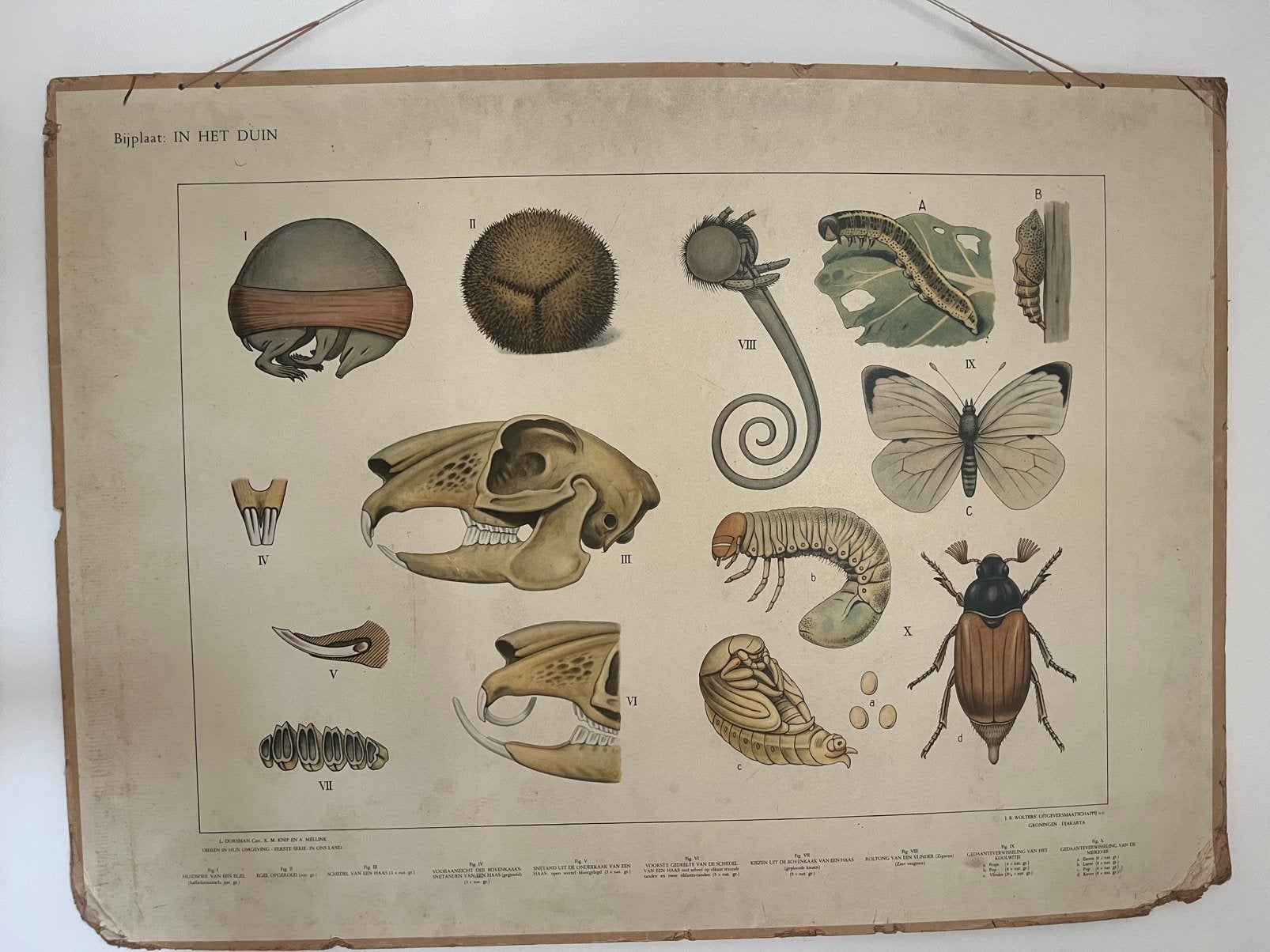 Schoolplaten Wolters, Antiek en Kunst, Antiek | Schoolplaten, Ophalen, Natuur en Biologie