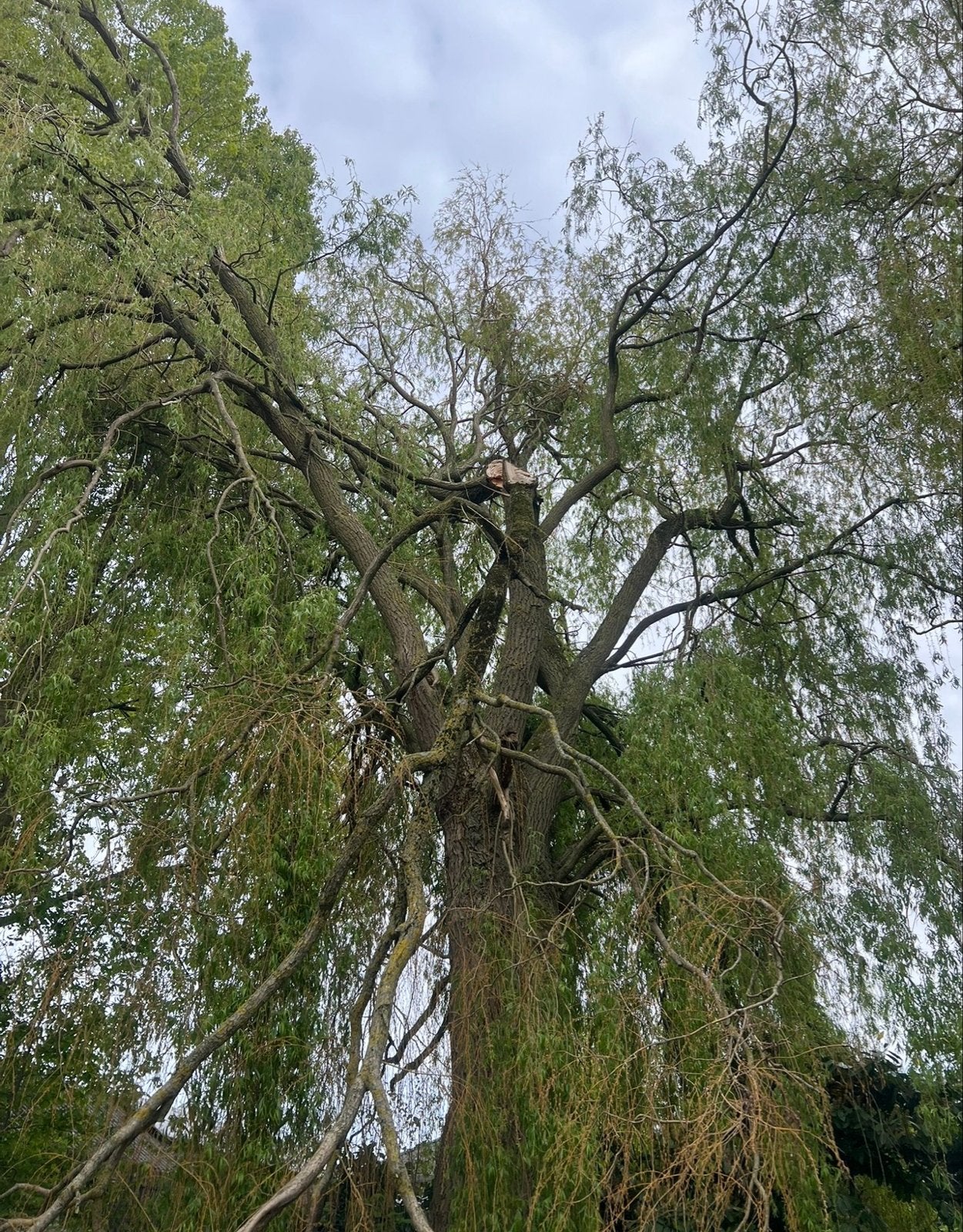 Treurwilg boom omzagen gratis, Ophalen of Verzenden