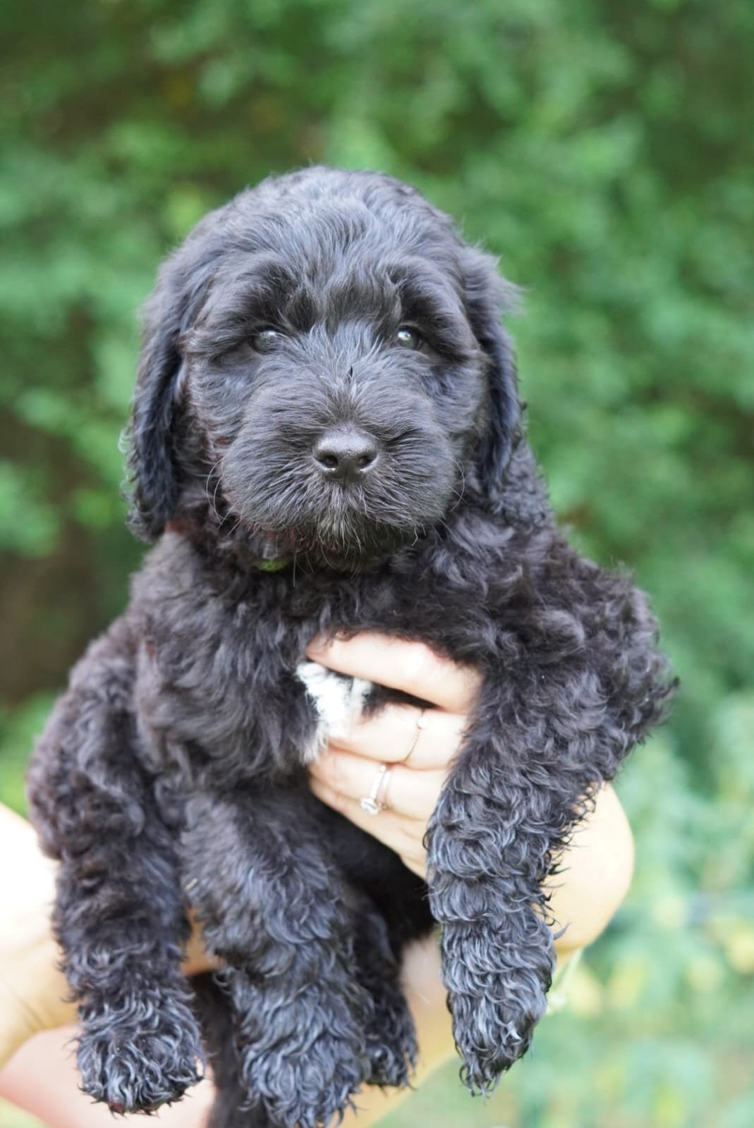 prachtige multigen Labradoodle pups, 8 tot 15 weken, Meerdere, Meerdere dieren, Nederland