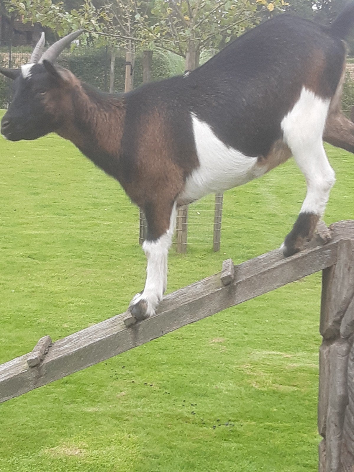 te koop mooi bonte geit, Dieren en Toebehoren, 0 tot 2 jaar