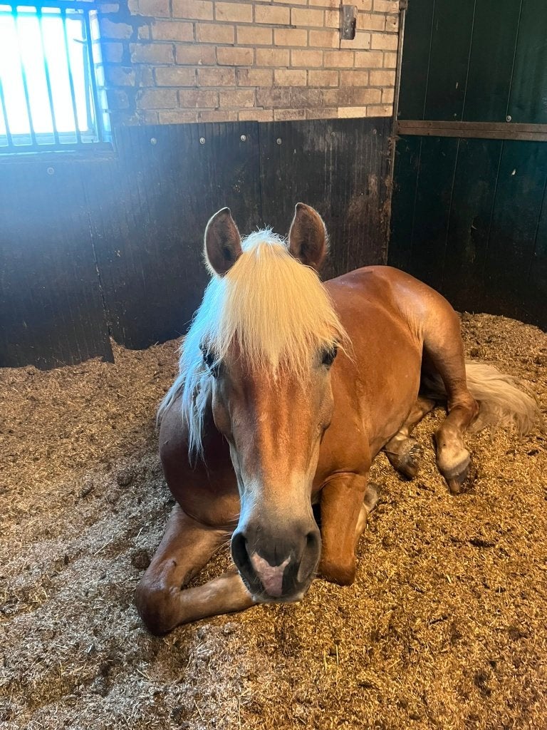 Penionstalling gezocht, Stalling, 1 paard of pony