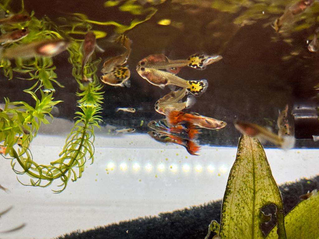 Guppy’s te koop, Vis