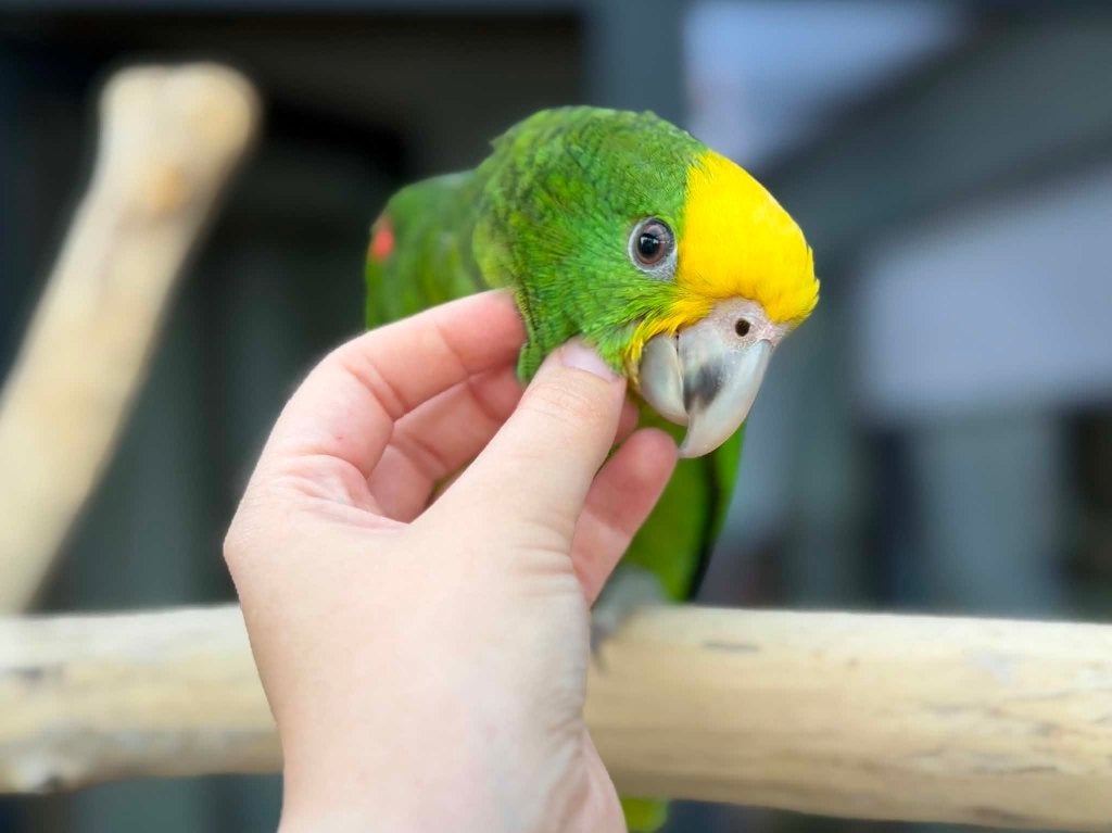 Baby dubbele geelkop amazone handtam, Vrouwelijk, Papegaai, Geringd