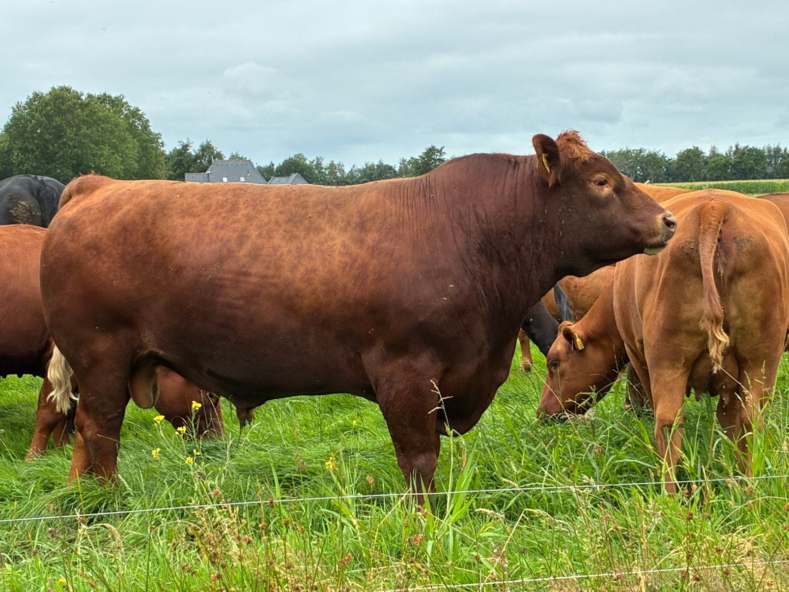 Red Angus dekstier, Dieren en Toebehoren, Mannelijk