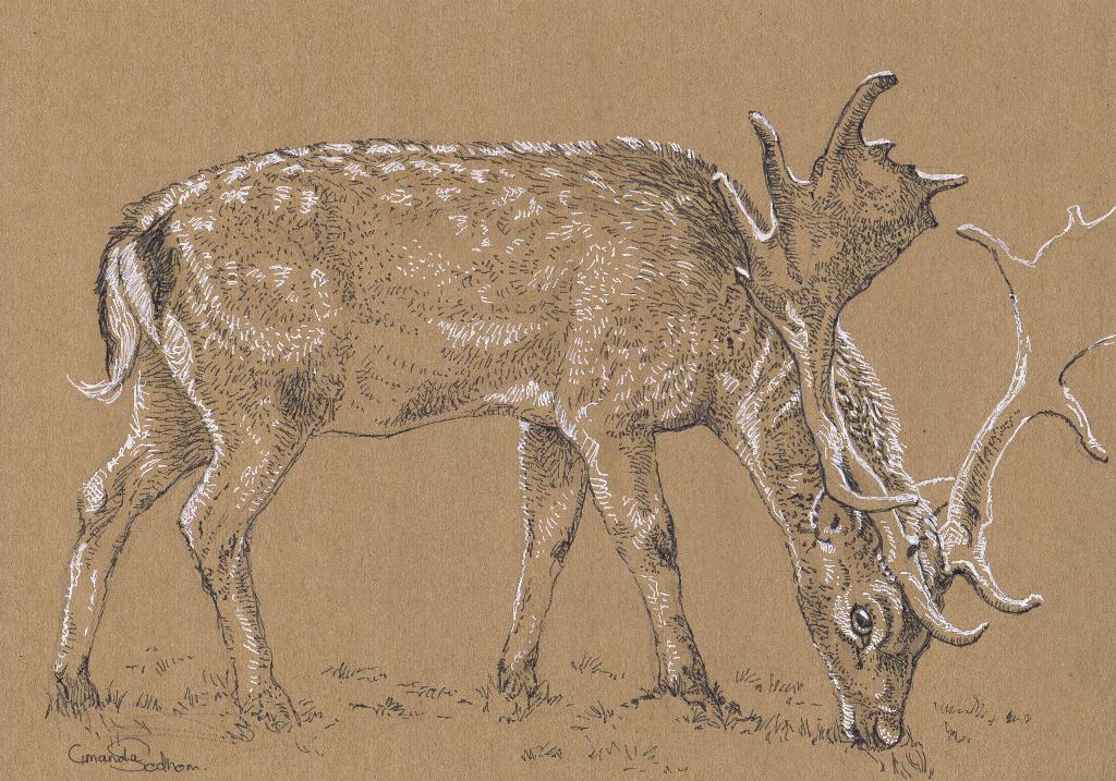 Inkt tekening hert, Antiek en Kunst, Kunst | Tekeningen en Foto's, Ophalen of Verzenden