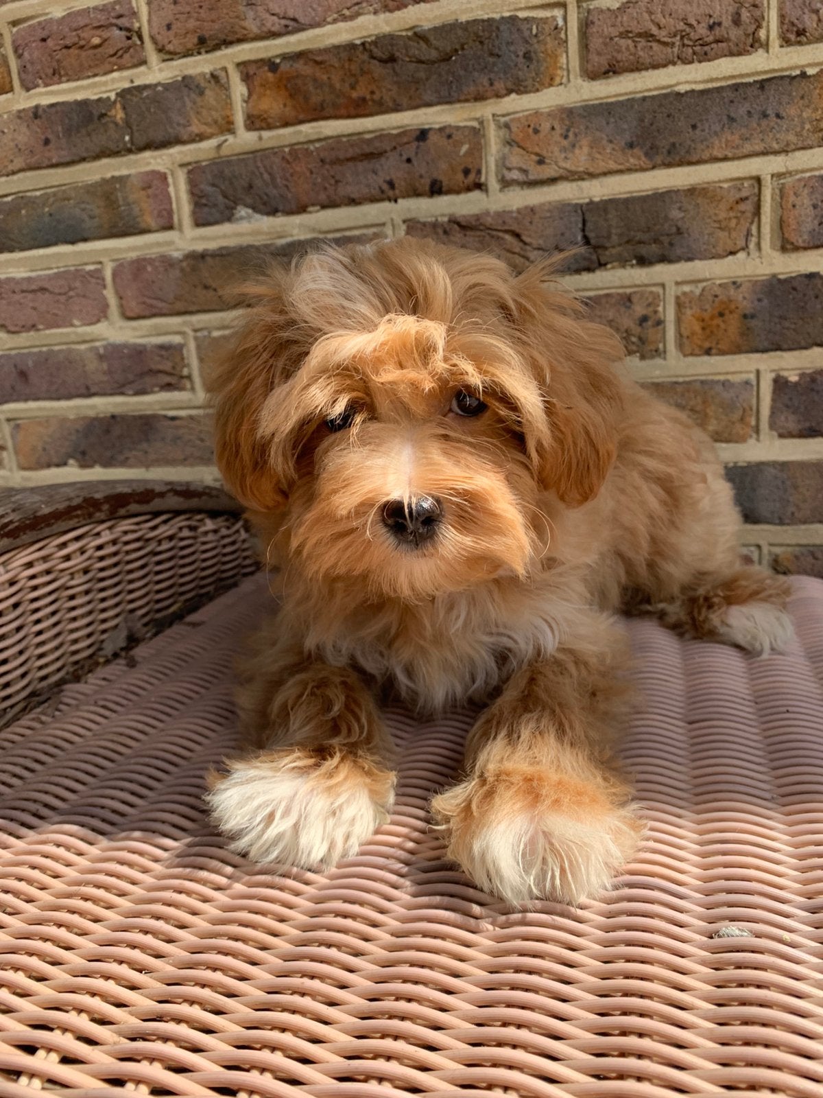 Mini Doodle Maltipoo pups, Parvo, 8 tot 15 weken, Meerdere, Nederland