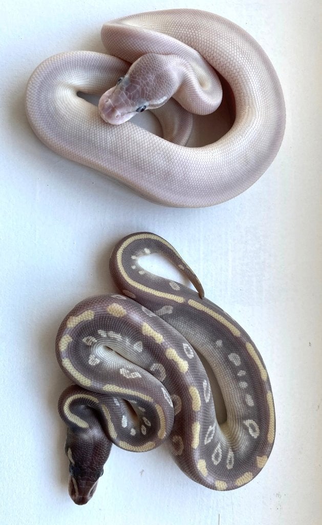 Python regius koningspythons nakweek 2026, Dieren en Toebehoren, Slang, 0 tot 2 jaar