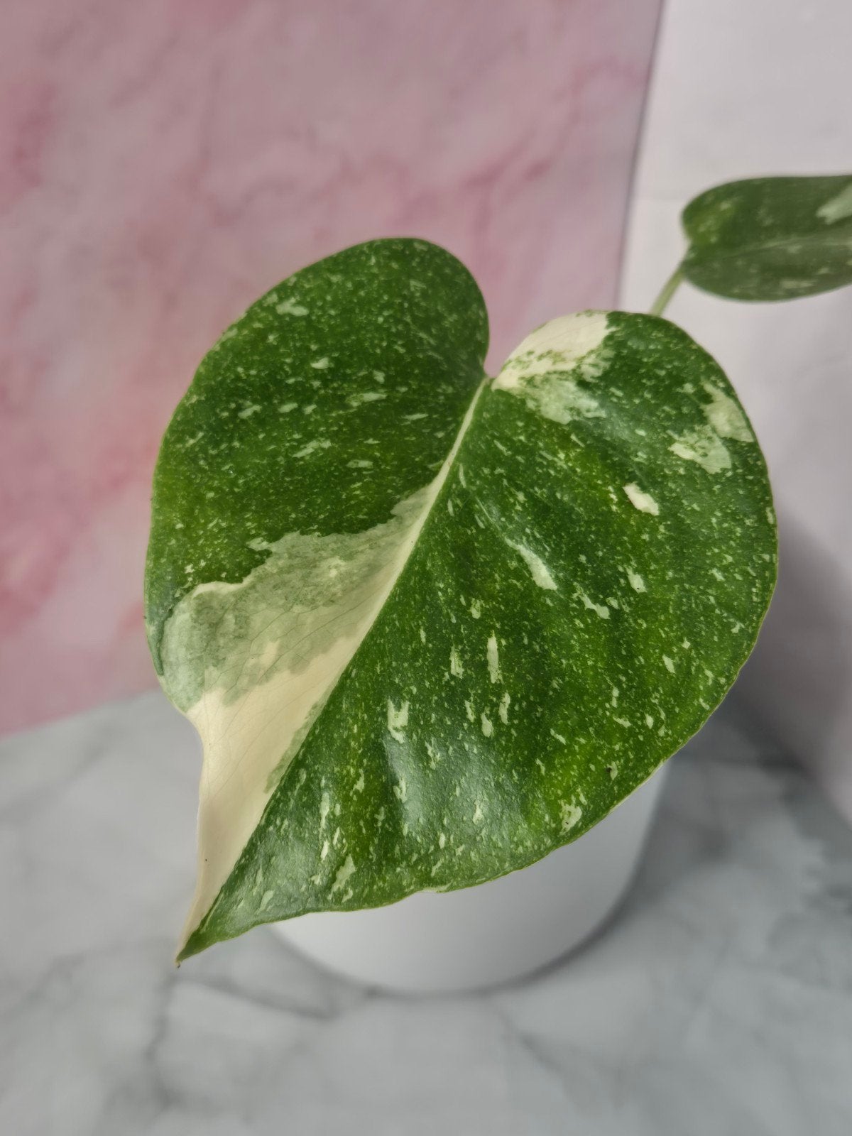 Monstera Thai Constellation #21, Verzenden, Halfschaduw, Minder dan 100 cm