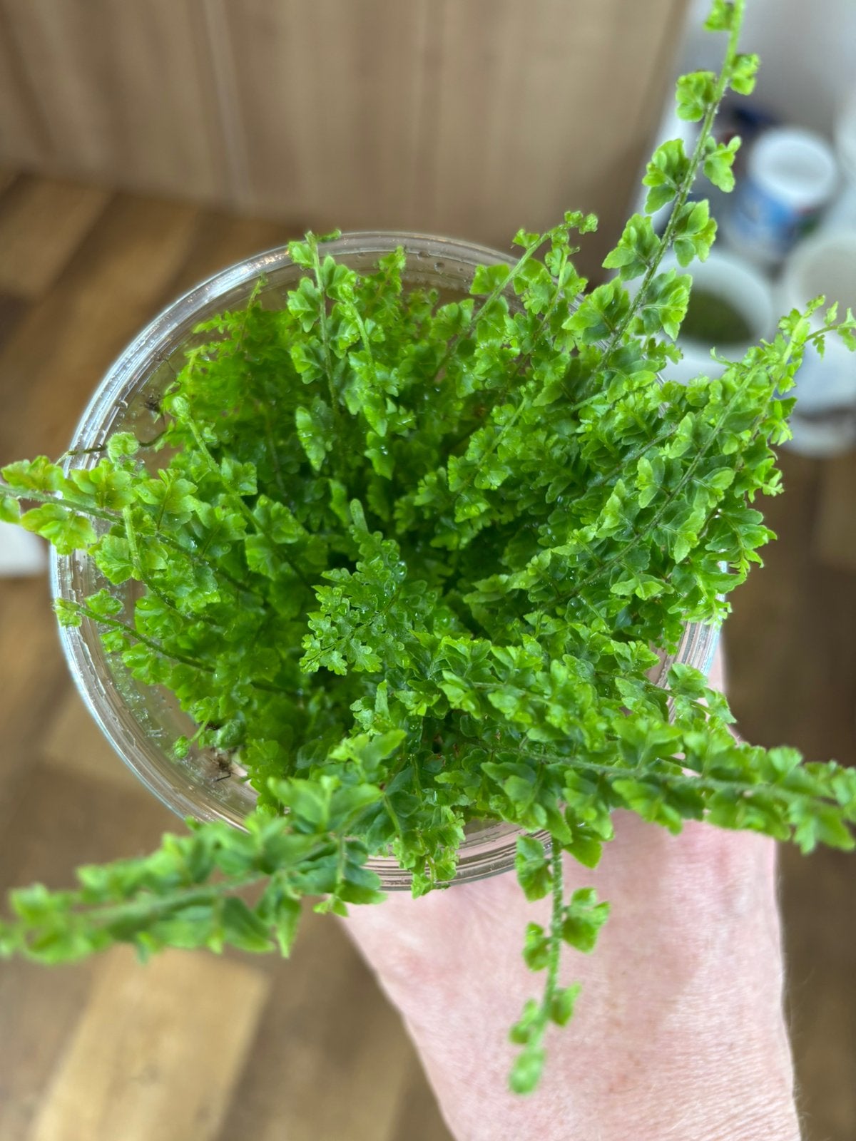 Terrariumplant Nephrolepis ( varen ), Ophalen of Verzenden, Halfschaduw, Minder dan 100 cm