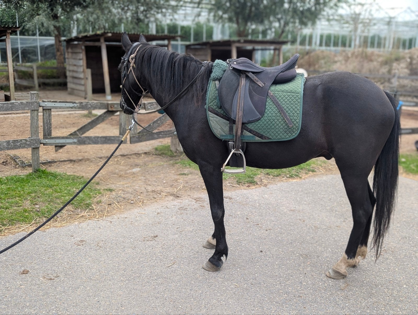 Spring pony / recreatie pony voor handige ruiter, Ruin