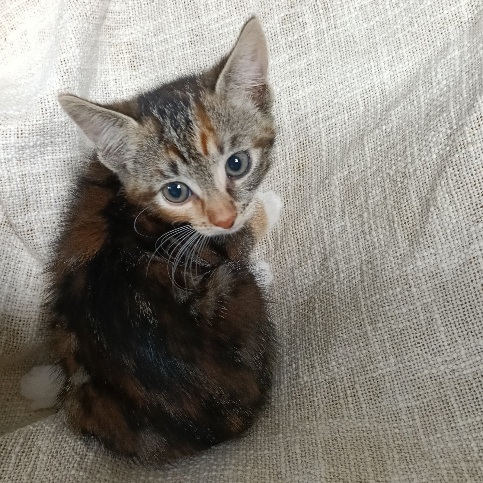 LIEVE kitten, Poes