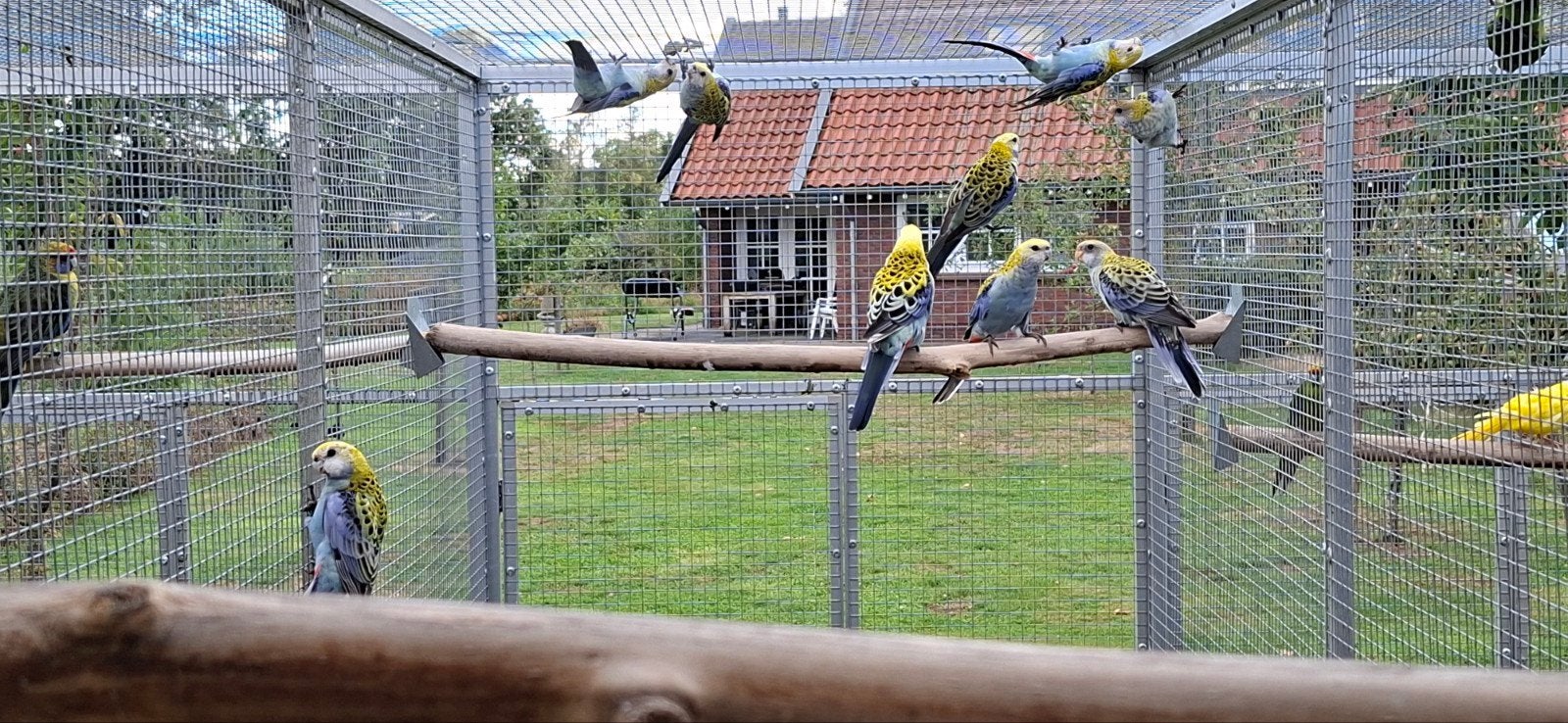 te koop bleekkop rosella.s 2026, Meerdere dieren, Parkiet