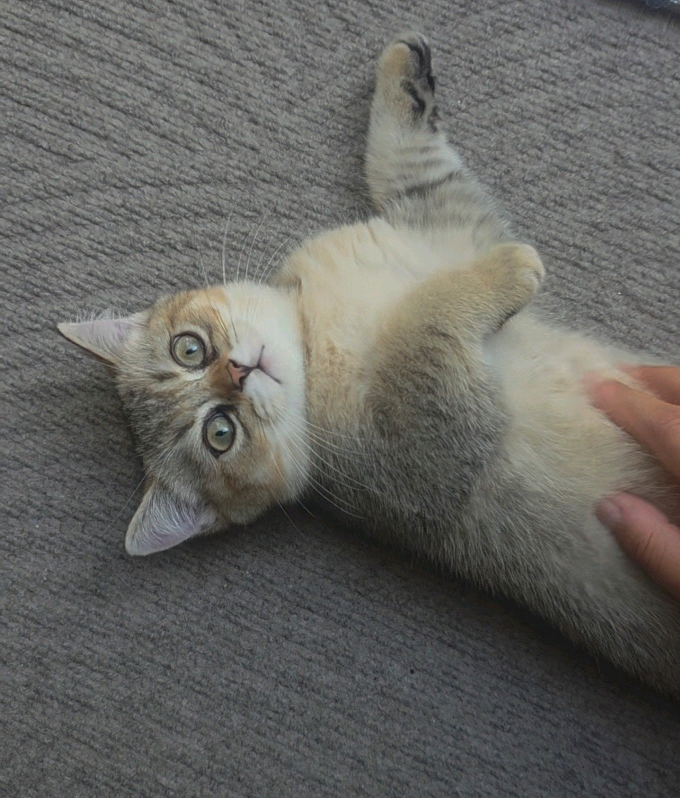 Britse Korthaar & Langhaar kittens / Direct op te halen, Meerdere dieren, Ontwormd