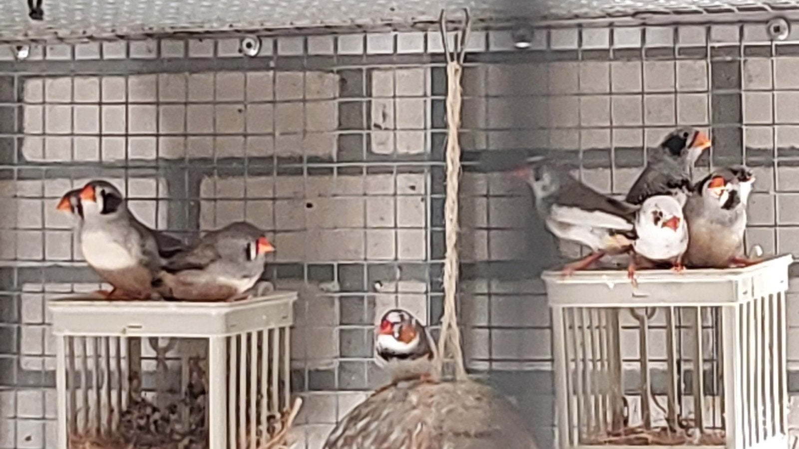 koppel zebravinken, Meerdere dieren