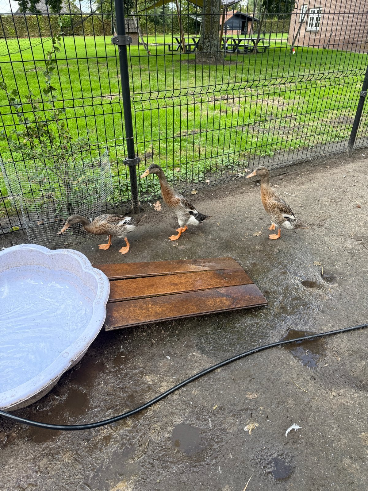 3 loopeenden, Dieren en Toebehoren, Meerdere dieren, Eend