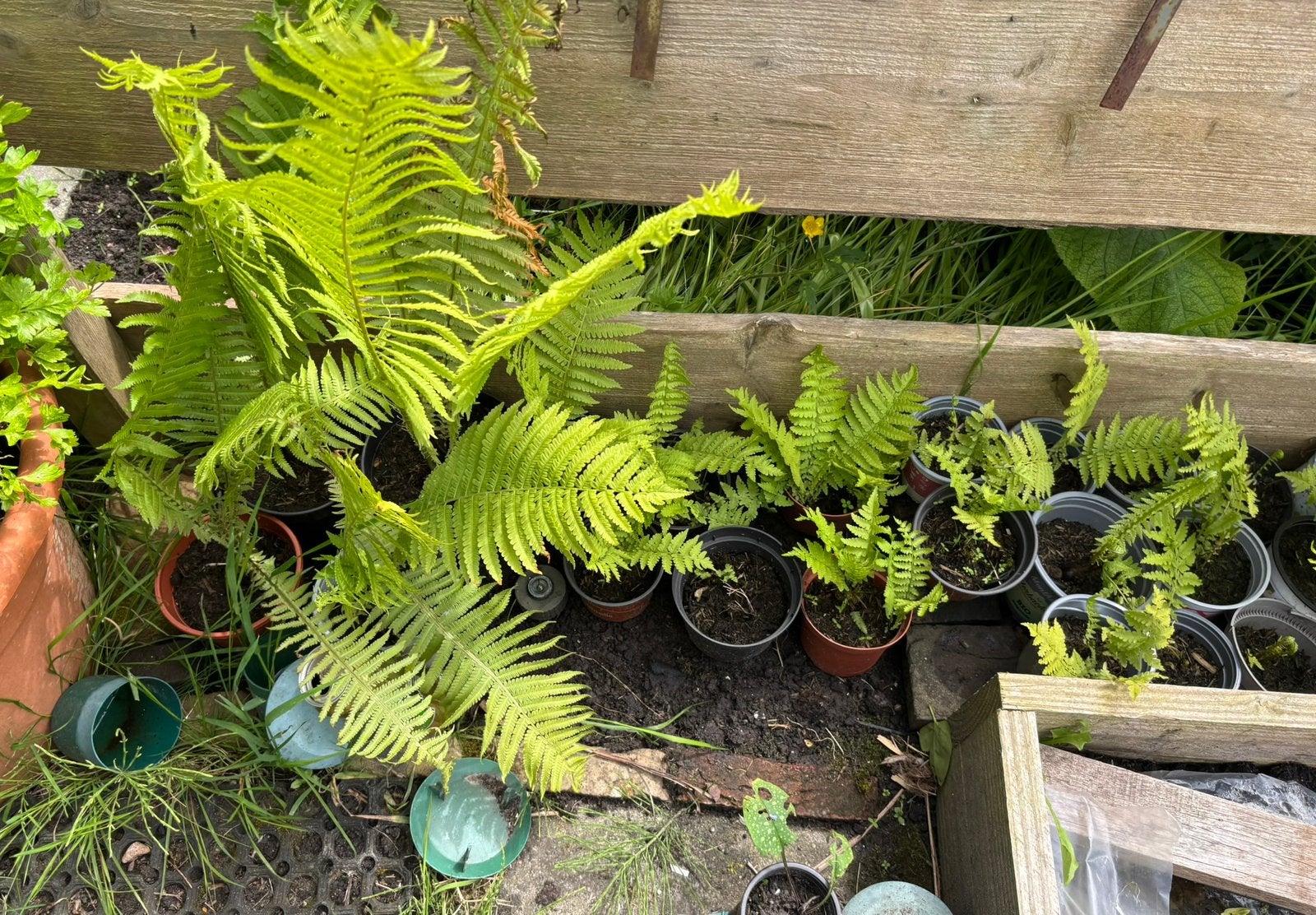 Varens voor buiten, Tuin en Terras, Planten | Tuinplanten, Ophalen, Bloeit niet, Varens, Halfschaduw