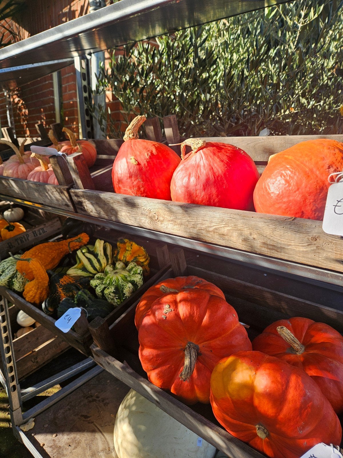 Diverse pompoenen te koop - Decoratief en eetbaar, Ophalen, Overige soorten, Minder dan 100 cm