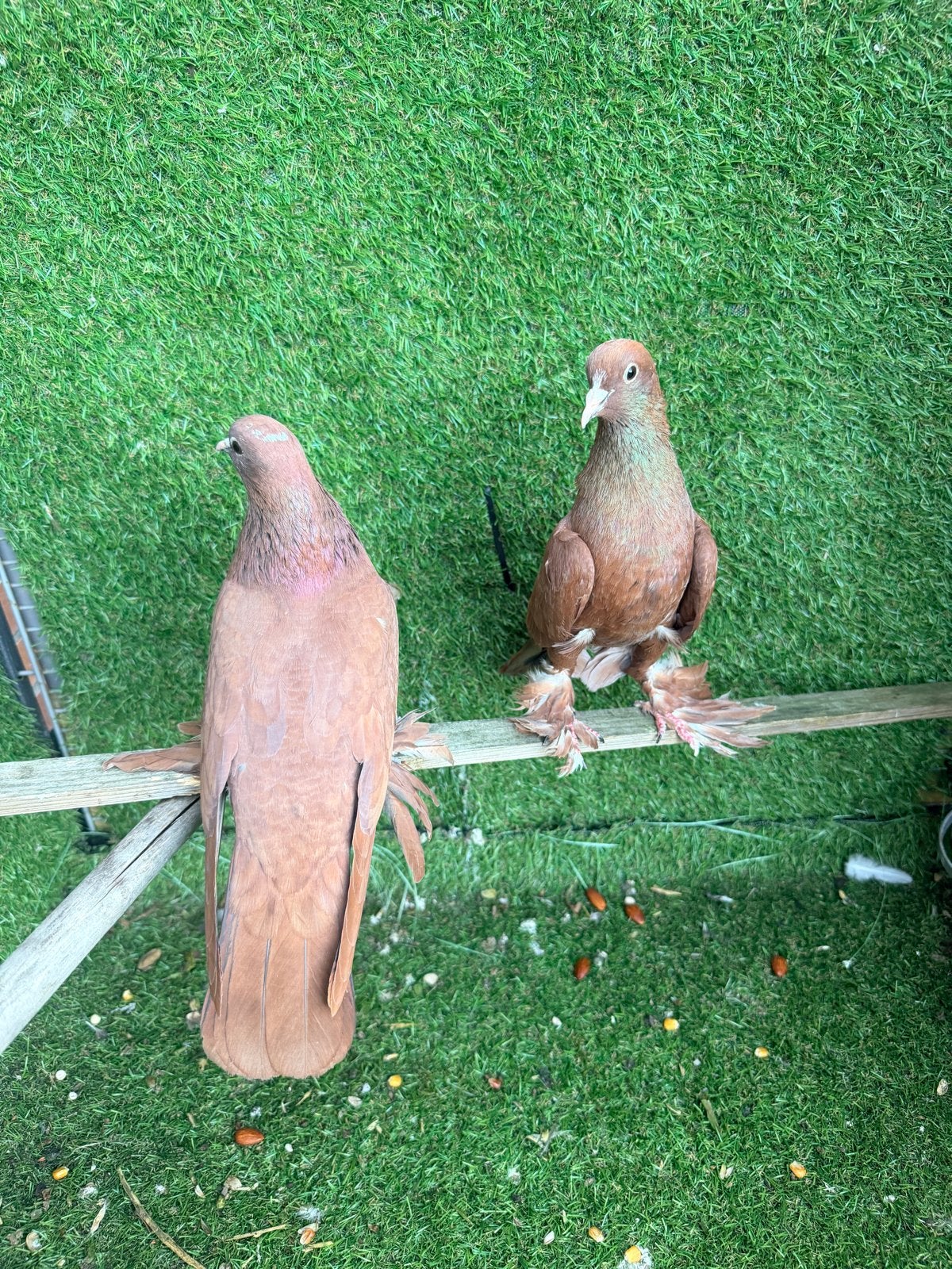 Te koop: een gezond koppel Iraakse duiven الاحمر العراقي, Dieren en Toebehoren, Meerdere dieren, Overige soorten