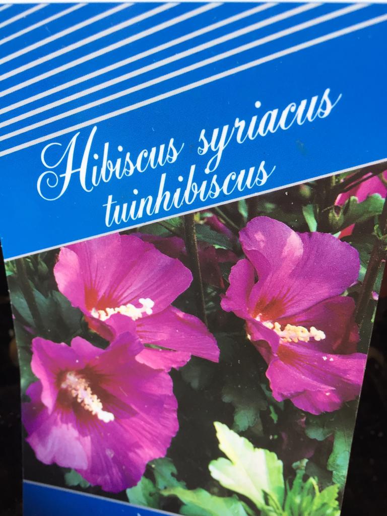 Hibiscus rosé, Ophalen, Overige soorten, Struik, Minder dan 100 cm