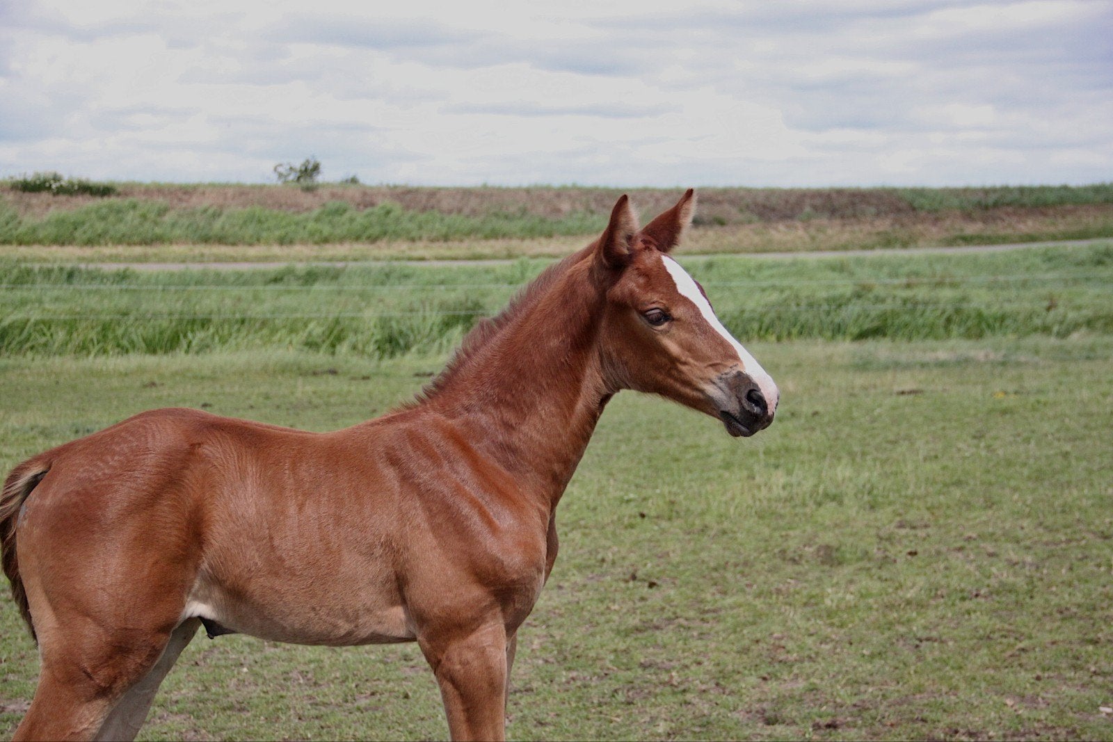 Prachtige veulens, Dieren en Toebehoren, Merrie, Springpaard, Met stamboom, 0 tot 2 jaar