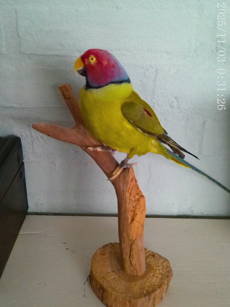 Prachtige nieuw opgezette pruimenkop parkiet, Ophalen of Verzenden, Nieuw, Vogel, Opgezet dier