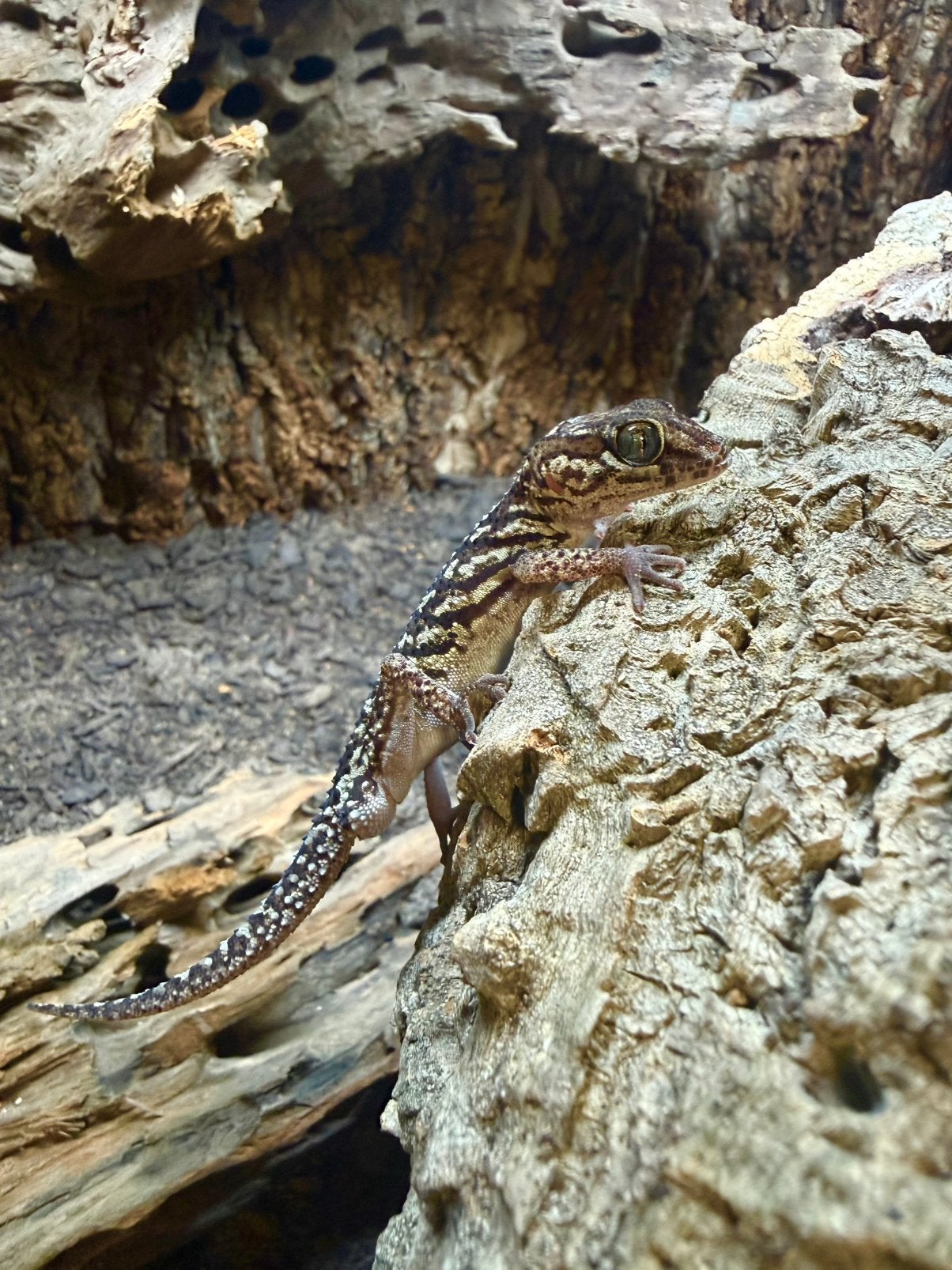 1.2 Paroedura Picta (Madagaskar groot kop gekko), Dieren en Toebehoren, Hagedis, 0 tot 2 jaar