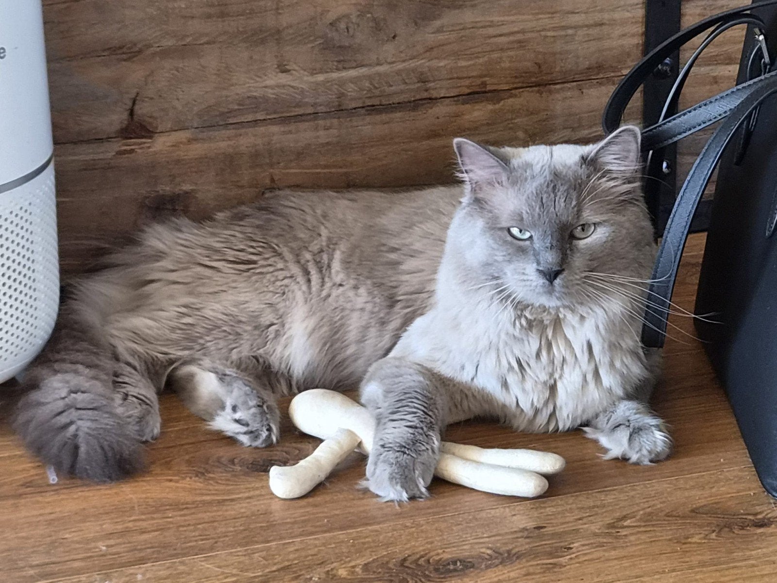 Ik mag verhuizen, ragdoll poesje, Poes, Gechipt, 0 tot 2 jaar