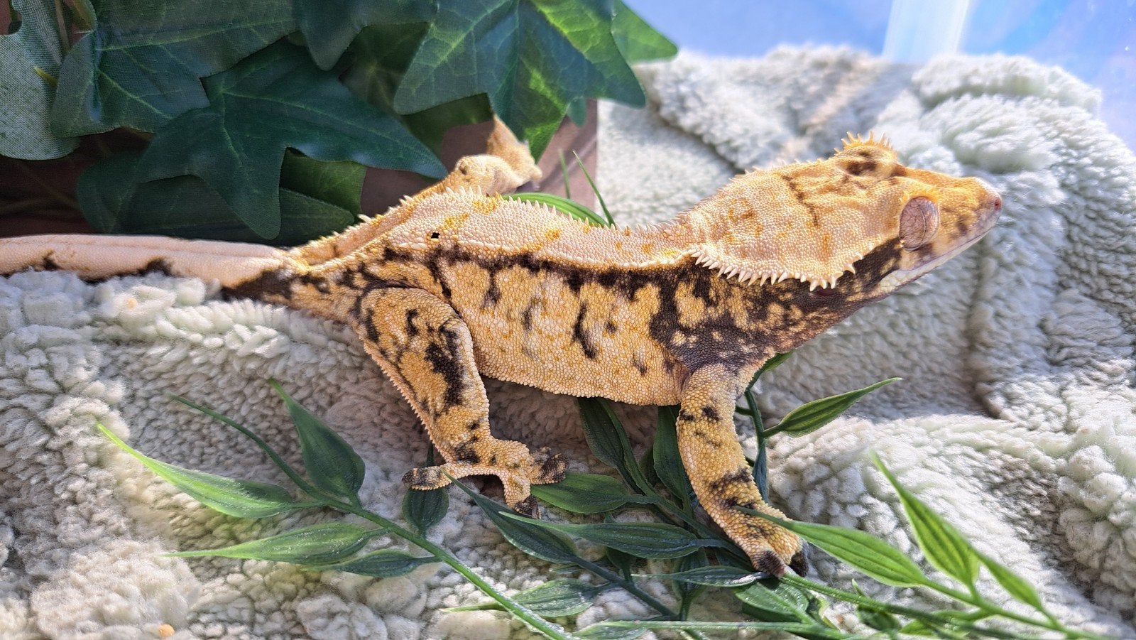 wimpergekko extr. harlequin tricolor man, proven, Dieren en Toebehoren, Hagedis, 0 tot 2 jaar