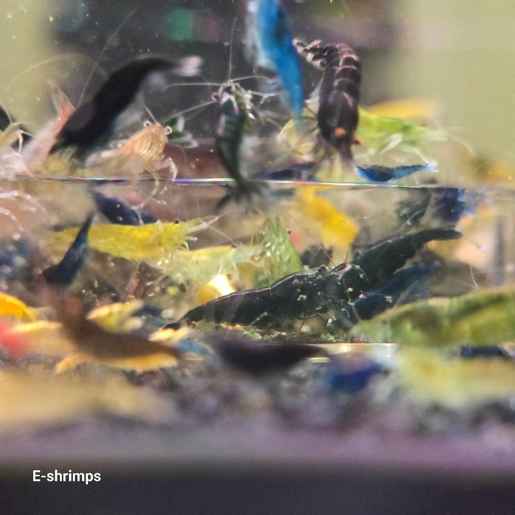 ☑️Uitgeselecteerde Neocaridina-garnalenmix Verzenden/afh, Kreeft, Krab of Garnaal, Zoetwatervis, Schoolvis