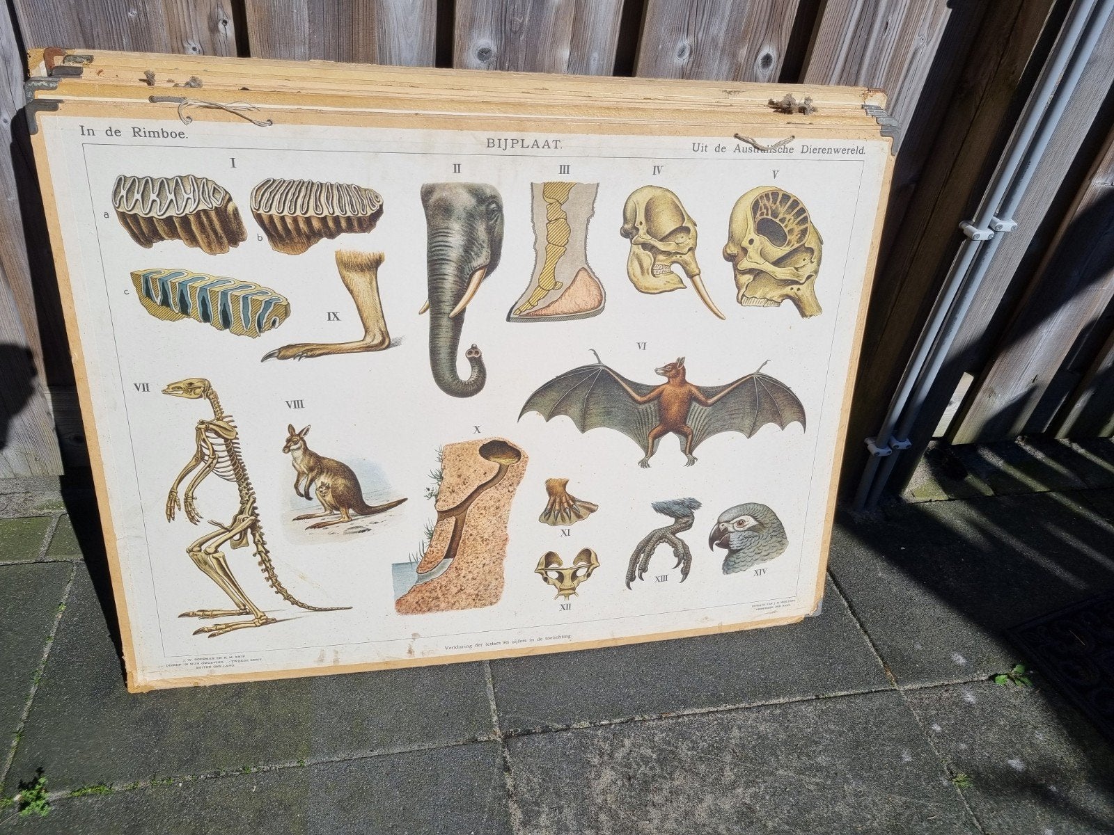 Tien Bijplaten Koekkoek Natuur, Ophalen, Natuur en Biologie